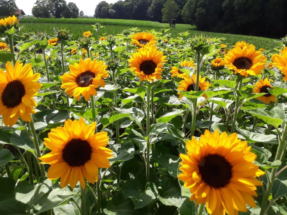 Bauernhof Sesterhenn Leichlingen Zewnętrze zdjęcie