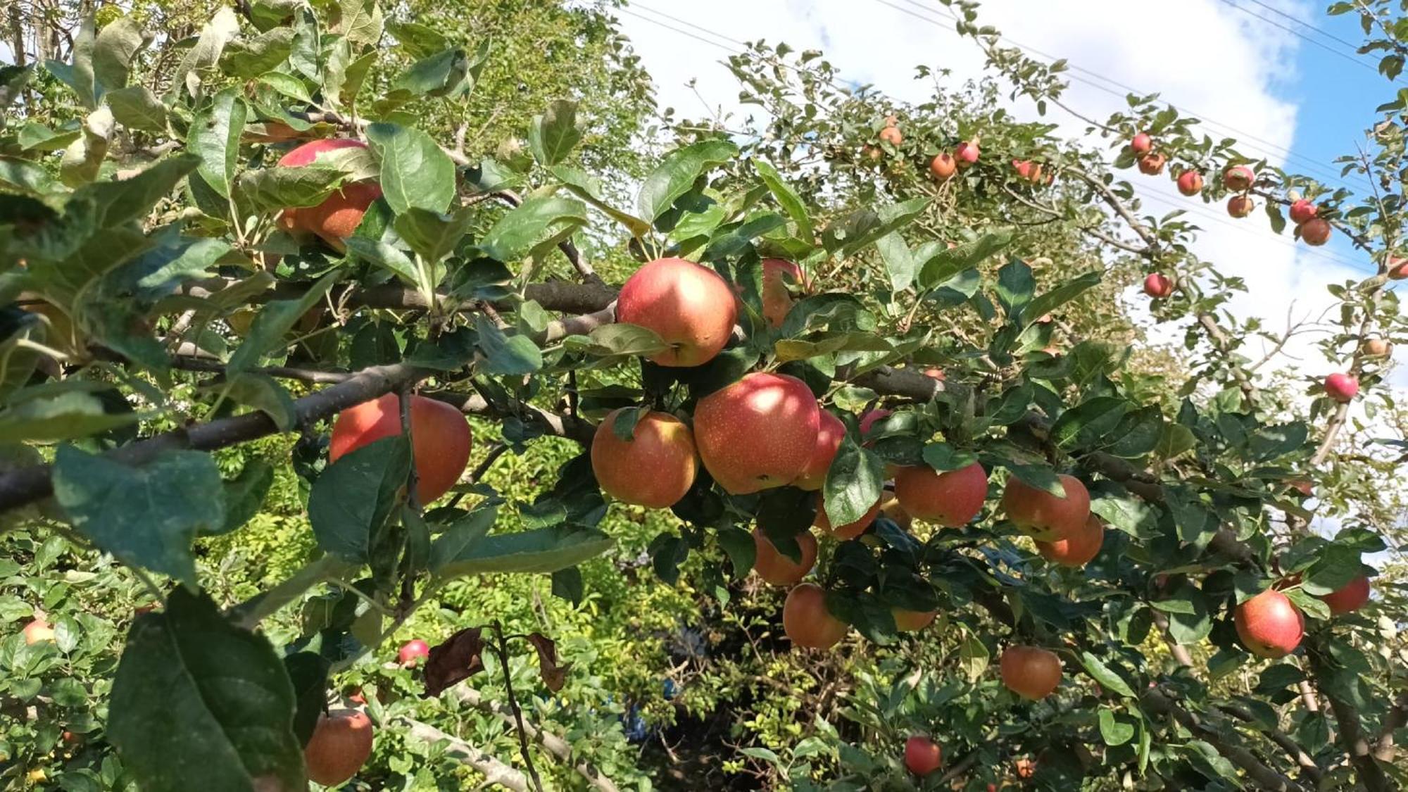 Bauernhof Sesterhenn Leichlingen Zewnętrze zdjęcie